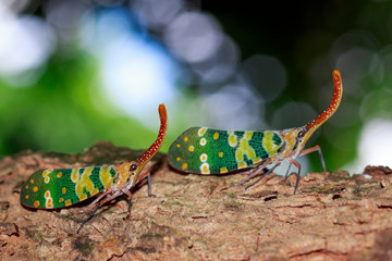 Image of two fulgorid bug or lanternfly (Pyrops oculata) on tree. Insect. Animal.