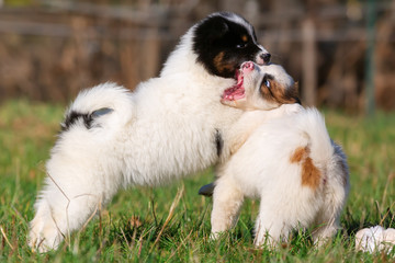 Naklejka na ściany i meble two Elo puppies are playing on the meadow
