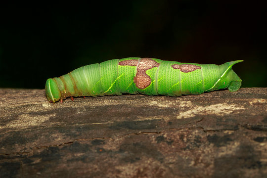 Image of green caterpillar on brown dry timber. Insect. Animal
