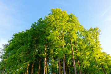 Fototapeta premium evening backlight in a beech forest