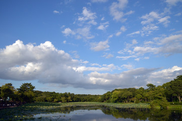 Fototapeta na wymiar 大きな池の上空に夏雲が浮かんでいる公園の風景