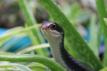 Black racer snake peeking out from succulent aloe plant on sunny patio.