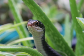 Fototapeta premium Black racer snake peeking out from succulent aloe plant on sunny patio.