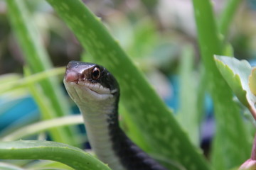 Black racer snake peeking out from succulent aloe plant on sunny patio.