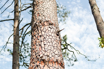 Structure of pine tree bark closeup with trees against sky. Background, Batumi, Georgia