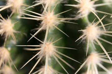 Close up of cactus long thorns texture.