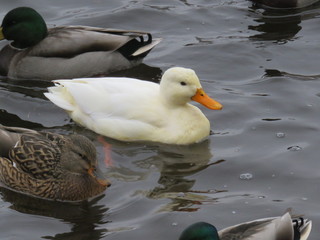 утка альбинос