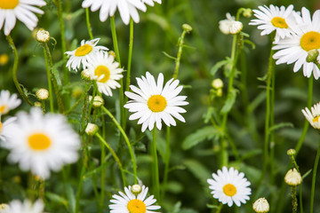 Fototapeta premium Flowers, flowers chrysanthemum, Chrysanthemum wallpaper 