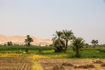 Obraz premium Landscape near Luxor