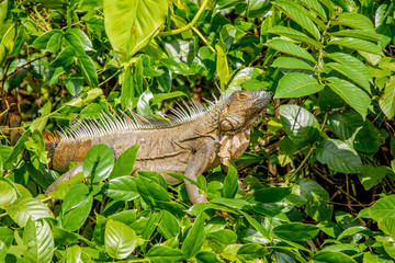 Iguana