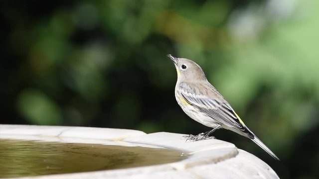 HD video of one male Yellow-rumped Warbler perched on a bird bath drinking the water.