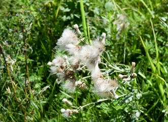 fluffy tuber seeds. A thorny weedy plant