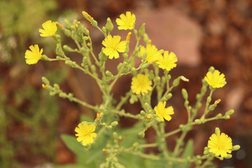 Obraz premium Cos Lettuce flowers