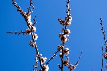 Blooming wild apricot in the garden. Spring flowering trees. Pollination of flowers of apricot.