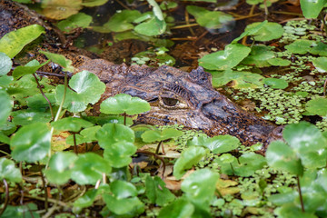 Caiman