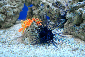 Marine reef dwellers, sea urchin