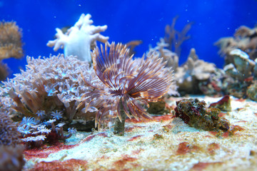 Marine reef dwellers