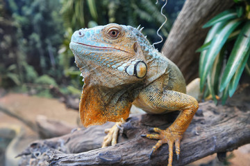 Iguana ordinary or green