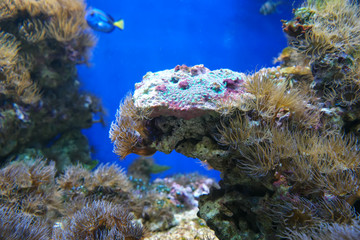 Marine reef dwellers
