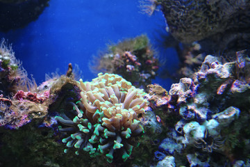 Naklejka na ściany i meble Marine reef dwellers