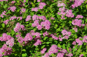 Fototapeta premium Blooming Spirea Japanese (lat. Spiraea japonica)