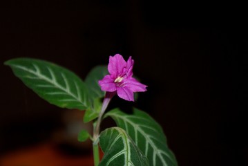 Fototapeta na wymiar Purple flower in dark