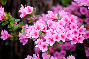 Bright pink  rhododendron flowers (azalea flowers)