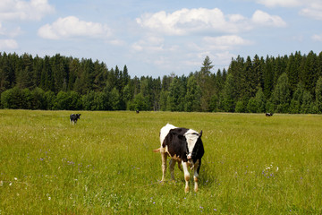 A herd of cattle was grazing on the prairie