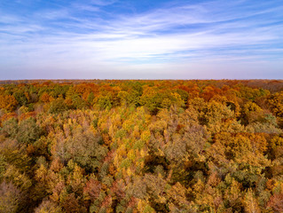 Wald in Ostdeutschland, Herbst, bunte Bl&auml;tter