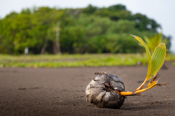 Coconut in the beach