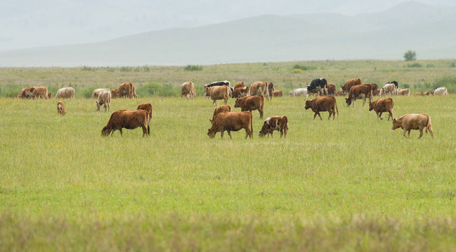 Bashang grassland