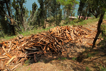 LargeTimber Pile