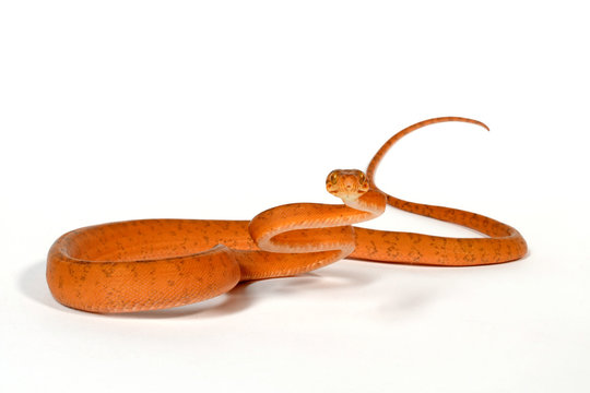 junge Hundskopfboa / Gartenboa (Corallus hortulanus) - garden tree boa 