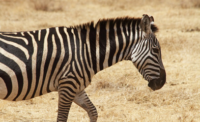 Fototapeta na wymiar Lone Zebra Walking