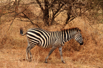 Fototapeta na wymiar Lone Zebra in the bush