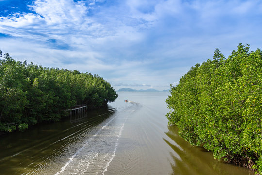 Chomphon, Thailand : October 23, 2018 - Mangrove forest along the river, beautiful nature view.