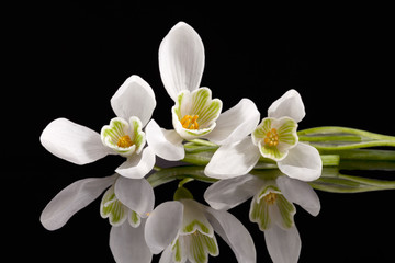 White spring flowers of snowdrop isolated on black background