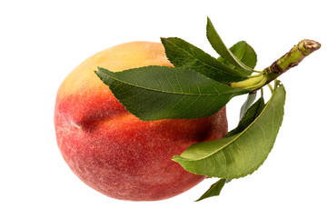 Single fresh fruit of peach isolated on white background.