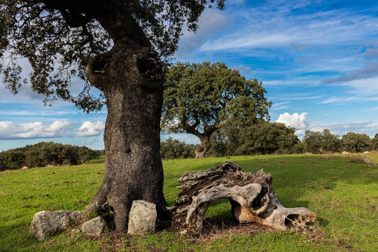 Landscape in the dehesa de Arroyo de Luz. Extremadura. Spain.