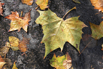 Laub Herbst Straße Hintergrund 