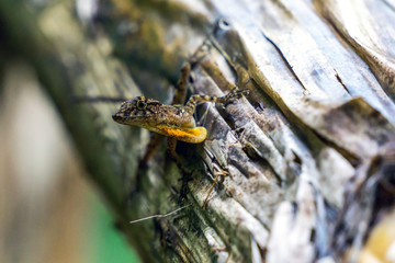 Many-scaled Anole (Golfo Dolce Anole) - Corcovado National Park, Costa Rica Wildlife