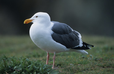 Seagull At Big Sur