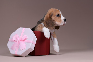Cute little beagle puppy in a gift box