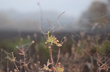 Spinnennetz mit Tautropfen im Morgennebel an einem Herbsttag