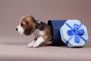 Cute little beagle puppy in a gift box