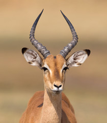 Gewone impala (Aepyceros melampus)