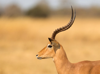 Naklejka na ściany i meble Common Impala (Aepyceros melampus)