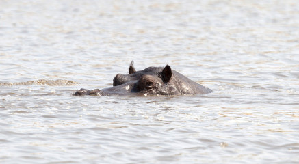 Adult hippo in a pool, Botswana