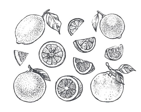 Citrus icons set with lemon, orange and lime