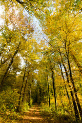 Baumschönheiten, Indian Summer, Schönheit des Herbstes in Wald und Park, Spätsommer,  wundervolle Farben, weiches, stimmungsvolles Licht :)